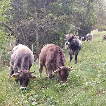 Neunerhof Apartamento *