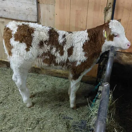 Neunerhof イェルツェンス